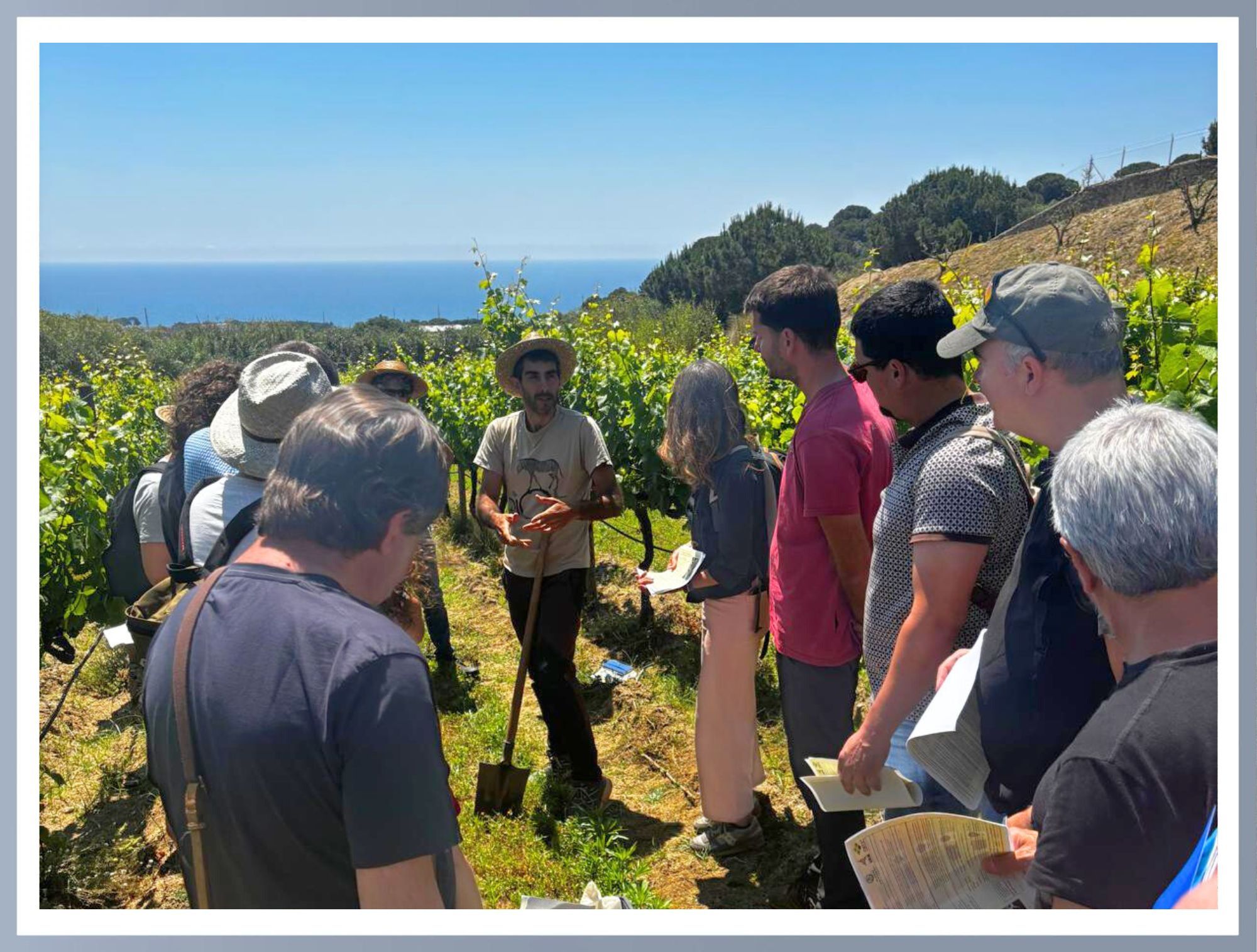 Alta Alella – viticultura regenerativa i cura del sòl a la vinya, viticultura regenerativa y cuidado del suelo en el viñedo, regenerative viticulture and soil care in the vineyard