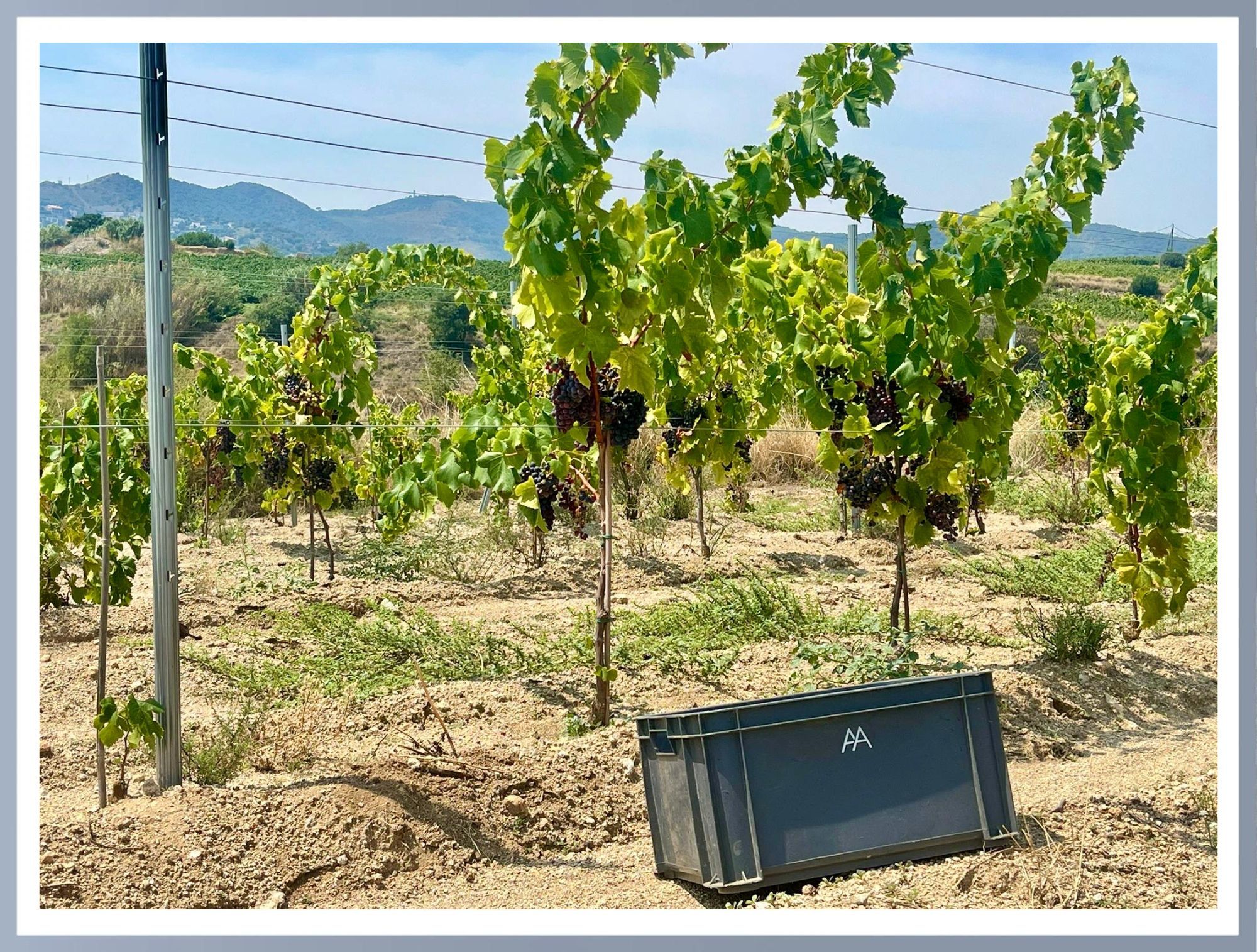 Verema 2025 Alta Alella DO Cava DO Alella. Cava ecològic i vi ecològic
