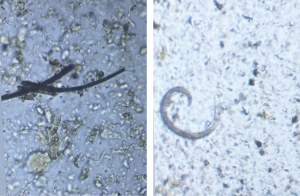 Nematodes agricultura regenerativa, regenerative viticulture