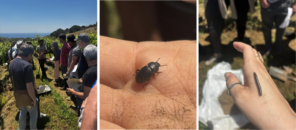insectes agricultura regenerativa, insects in Alta Alella regenerative viticulture